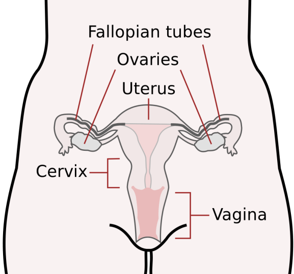 Scheme_female_reproductive_system-en