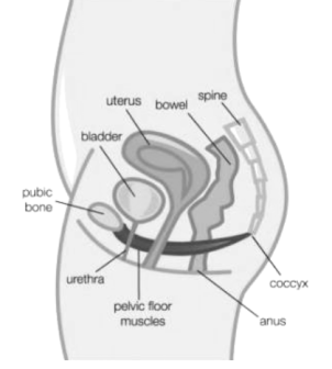 pelvic floor exercises