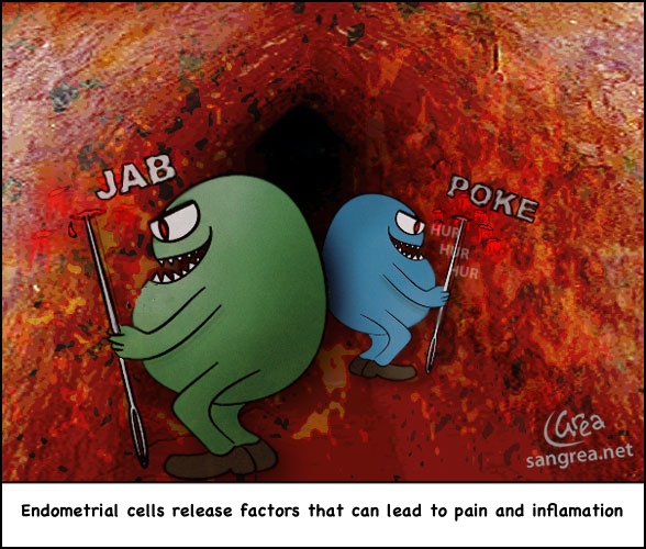 endometrial cell cartoon