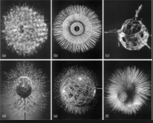 parasite infestation