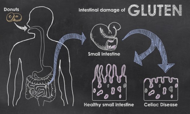 gluten cycle