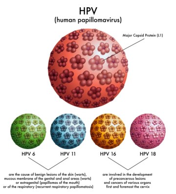 HPV virus