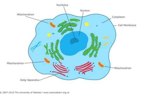 cancer antibiotic breakthrough