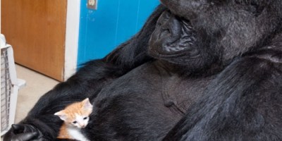 koko gorilla and kitten