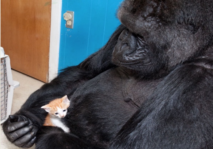 koko gorilla and kitten