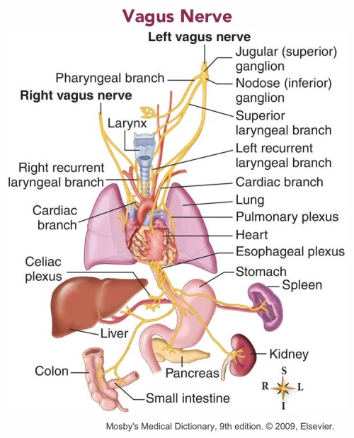 vagus-nerve